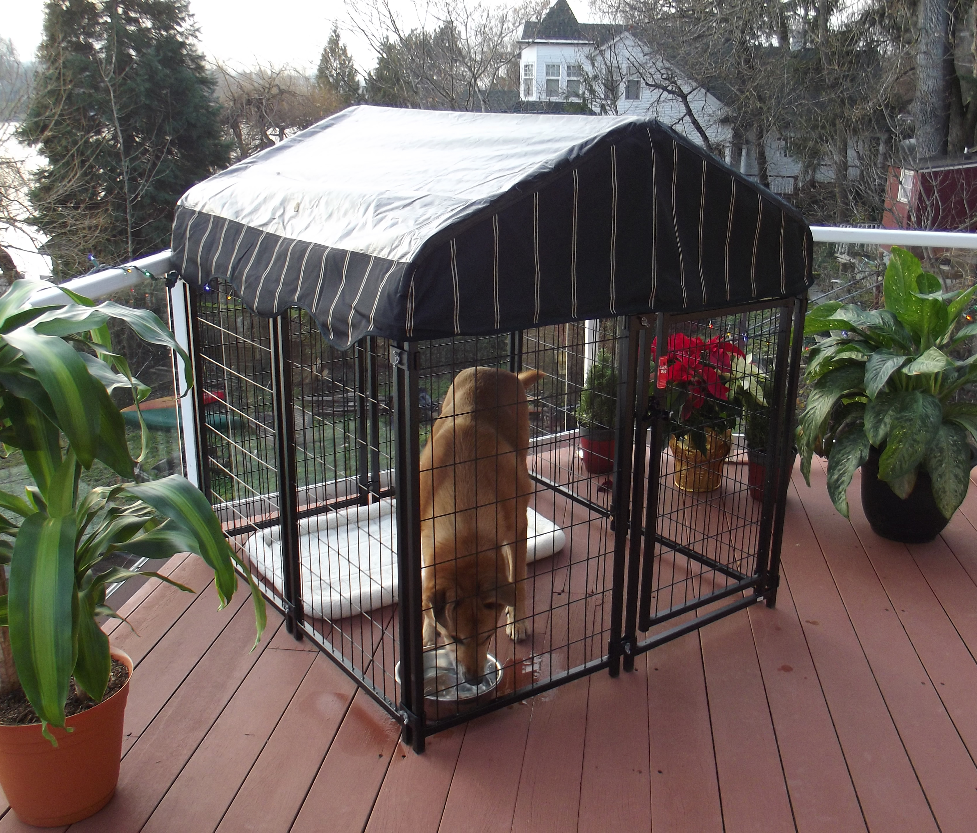 lucky dog cage