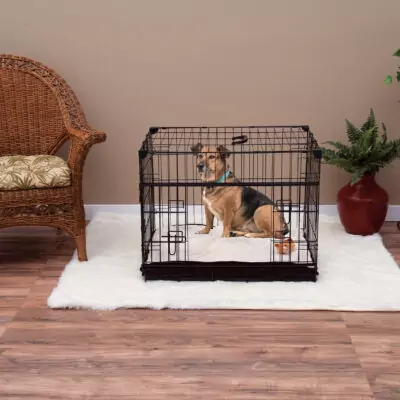 Small to medium dog in crate