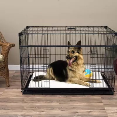 XL dog in crate